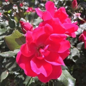 Meet your Posher, Lex